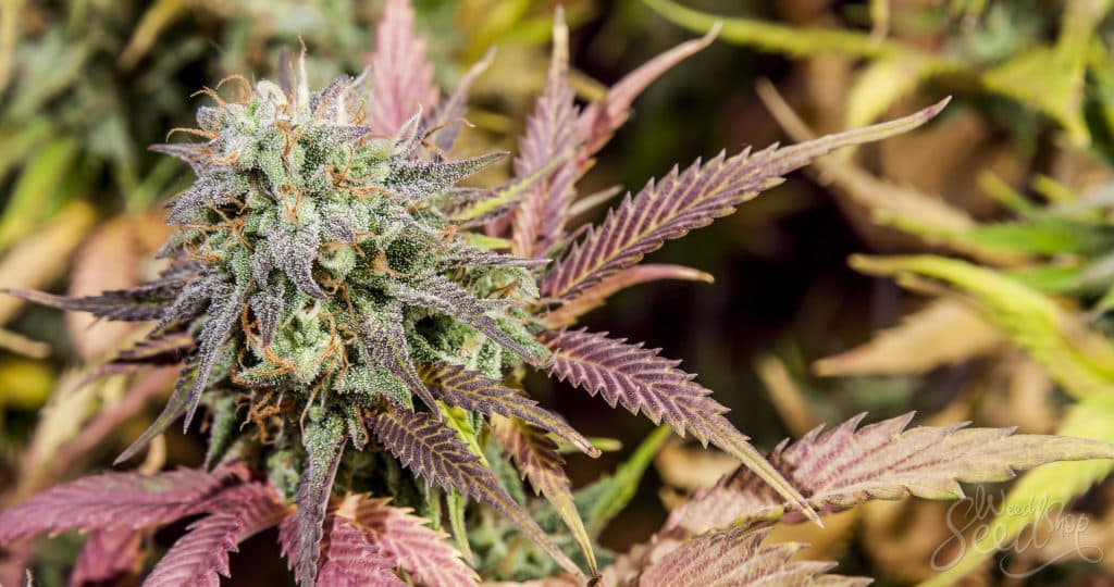 Auswirkungen von Cannabis Samen auf den Cholesterinspiegel