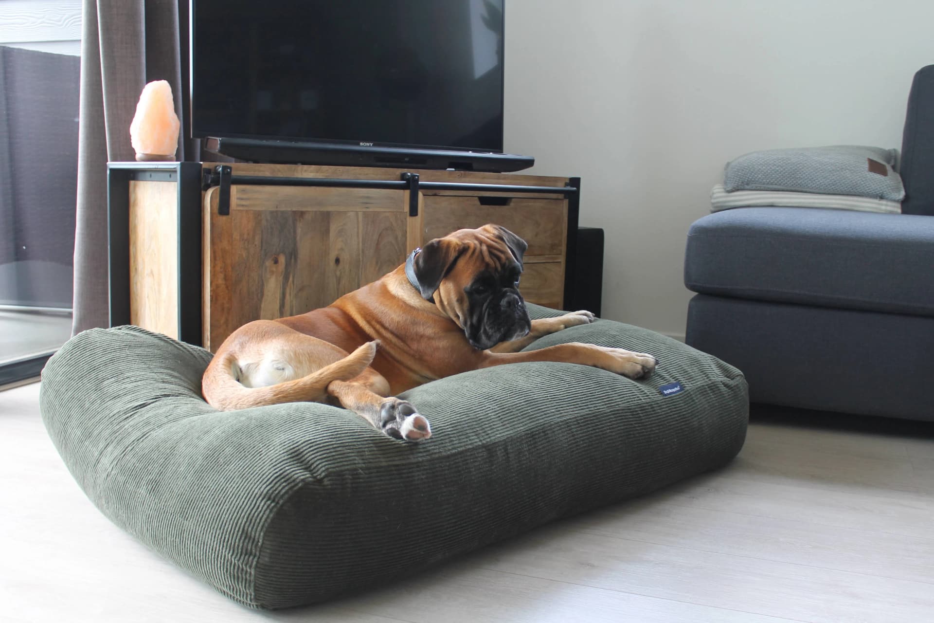 Warum Ihr Kätzchen ein eigenes Hundebett braucht