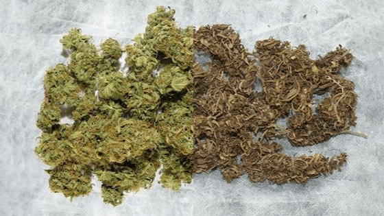 Cannabis Indica Sorten: Unsere Top-Empfehlungen bei Cannapot