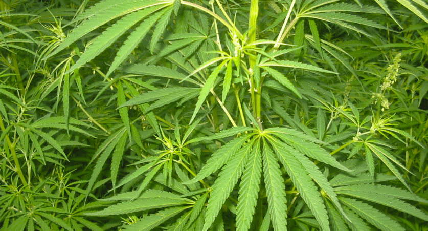Jahreszeiten und Gratis Cannabis Samen