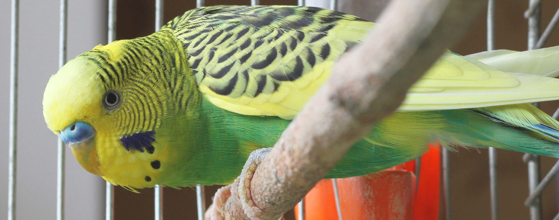Avian Auras: Absorbieren Sie die Energie der Vögel im Bird Shop!