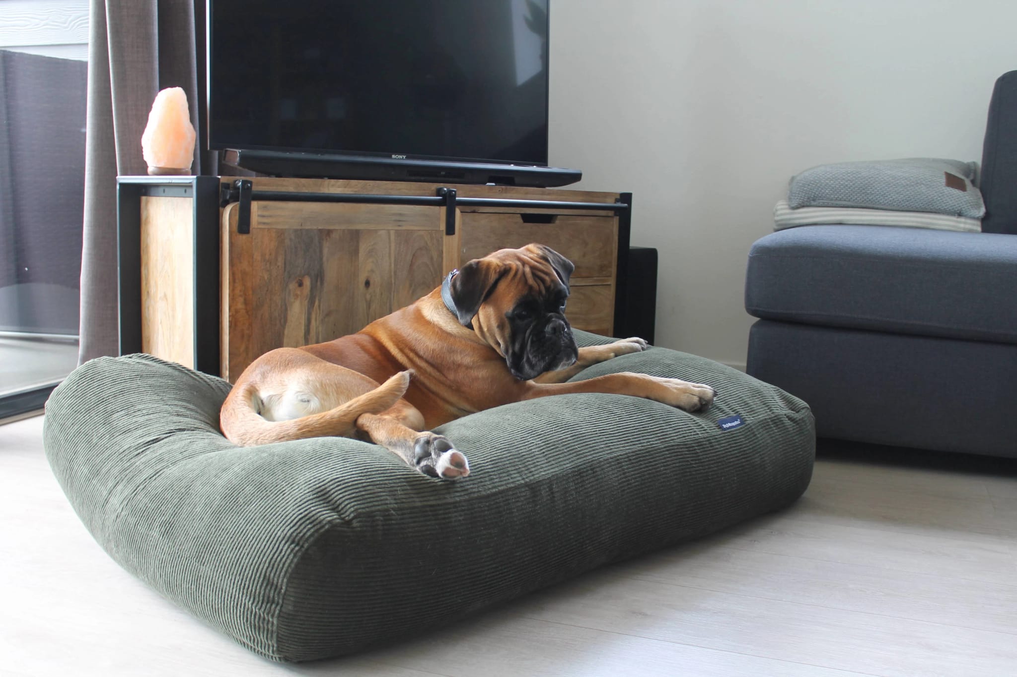 Warum Ihr Kätzchen ein eigenes Hundebett braucht