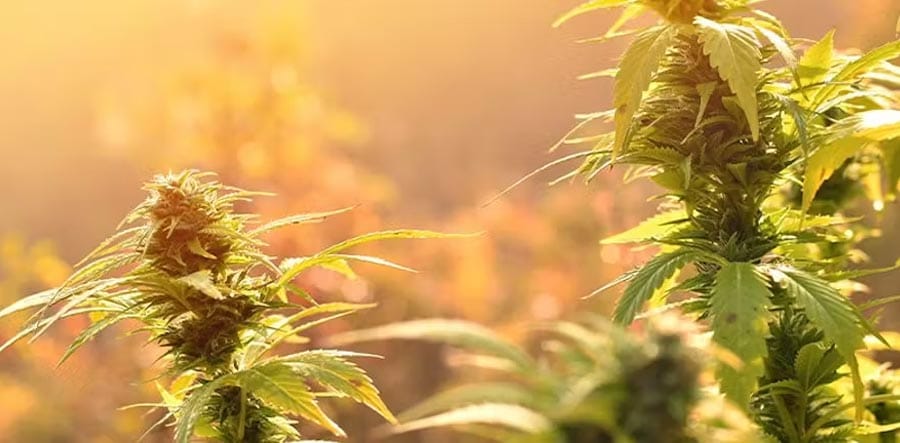 Rhino-Cannabissamen: Die Wahl der Experten