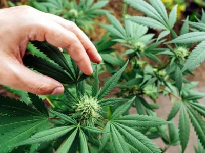 Cannabis Indica Sorten: Unsere Top-Empfehlungen bei Cannapot