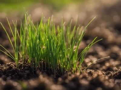 Cali Gras in Deutschland: Ein Lifestyle für Kenner