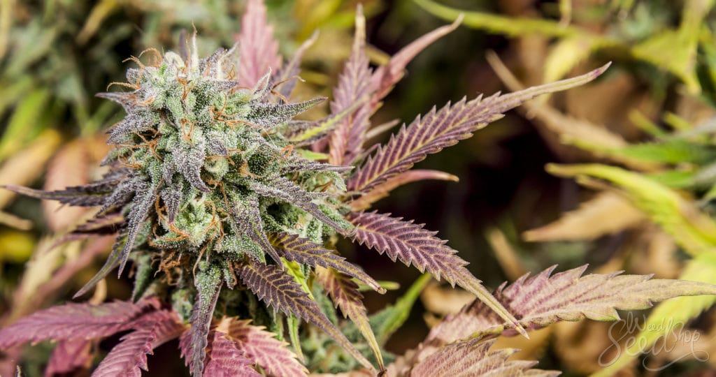 Auswirkungen von Cannabis Samen auf den Cholesterinspiegel