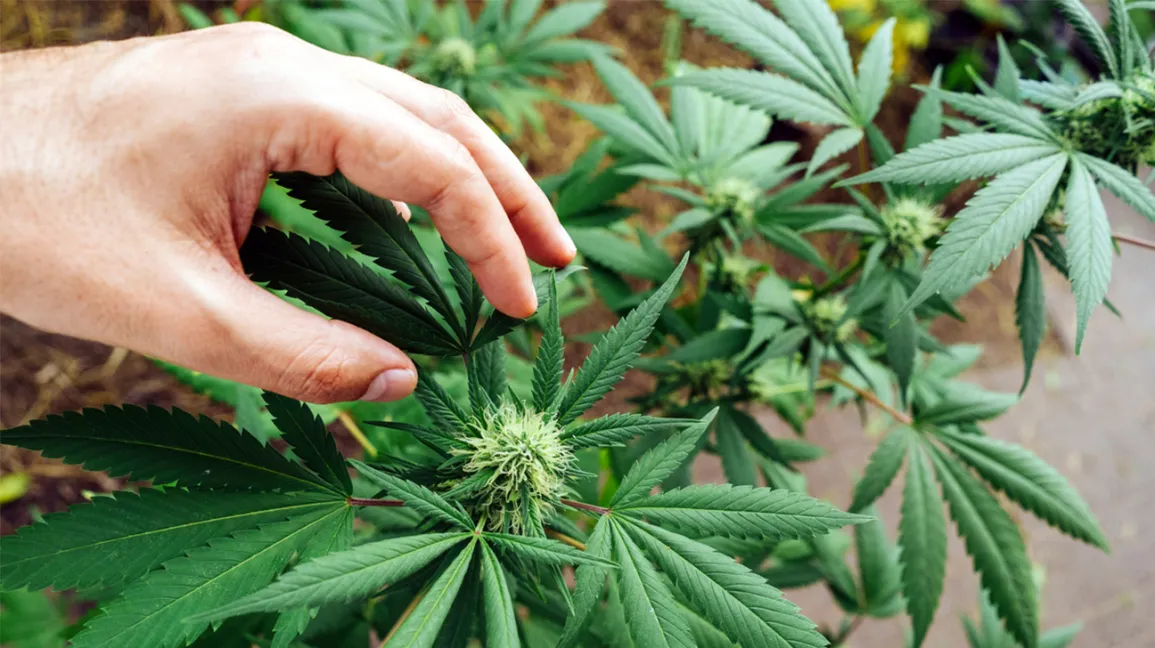 Cannabis Indica Sorten: Unsere Top-Empfehlungen bei Cannapot