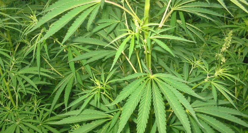 Jahreszeiten und Gratis Cannabis Samen