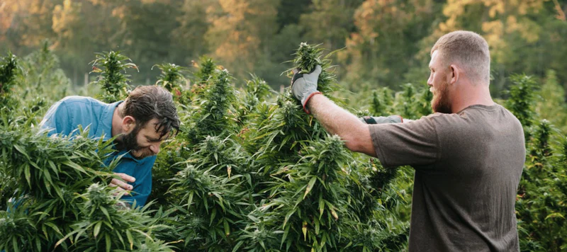 Ein Leitfaden für Anfänger zum Anbau von Cannabis Samen